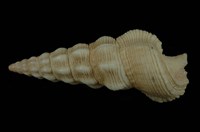 藏品(黃蟹守螺)的圖片